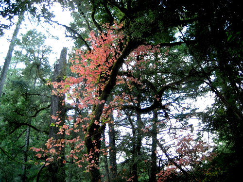 iNaturalist observation photo of Pacific poison oak