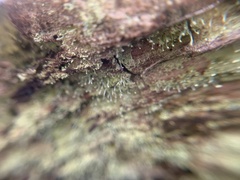 Chaenotheca furfuracea