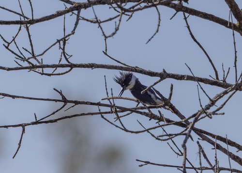Belted Kingfisher photographed in Nebraska
