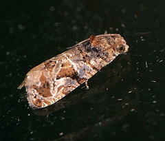 Paralobesia vernoniana