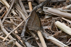 Capronnieria galesus