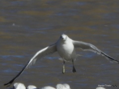 Larus delawarensis