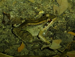 Leptodactylus guianensis