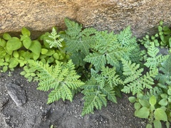 Pentagramma rebmanii