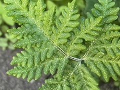 Pentagramma rebmanii