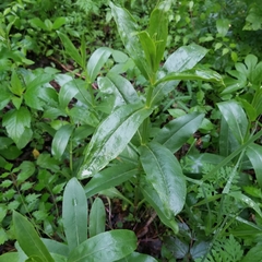 Physostegia digitalis