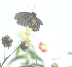 Troides aeacus formosanus