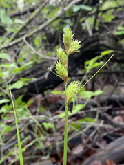 Carex tetrastachya