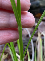 Carex tetrastachya