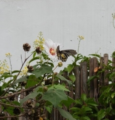 Troides aeacus formosanus