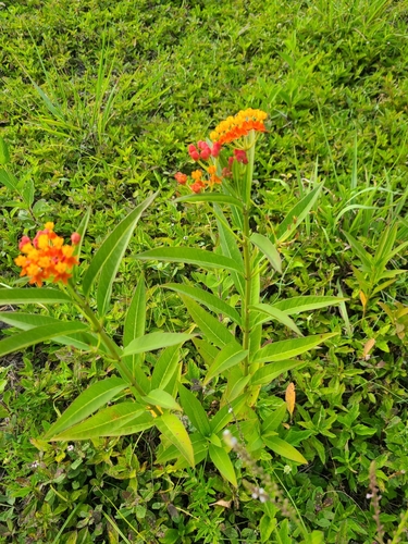 Asclepias curassavica image