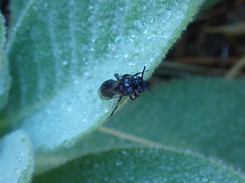 Blueberry Cellophane Bee photo 2