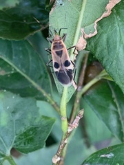 Physopelta gutta gutta