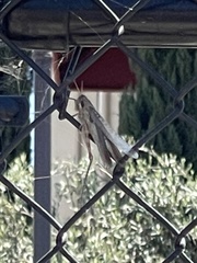 Schistocerca nitens