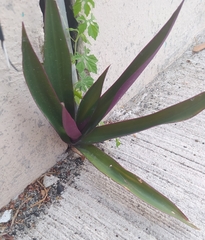 Tradescantia spathacea