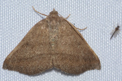 Macaria varadaria