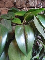 Urceolina subedentata