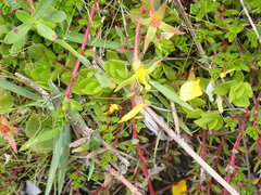 Ludwigia arcuata