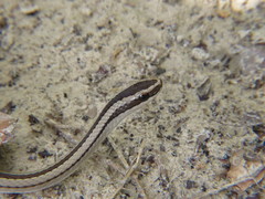 Lygophis lineatus