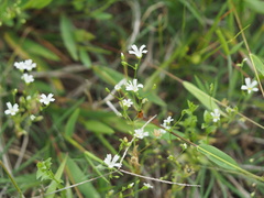 Mononeuria muscorum