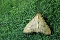 Paratalanta pandalis