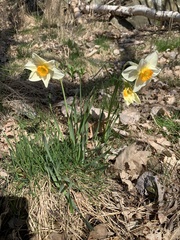 Narcissus × incomparabilis
