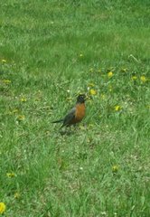 Turdus migratorius