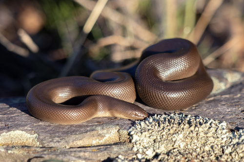 Northern Rubber Boa