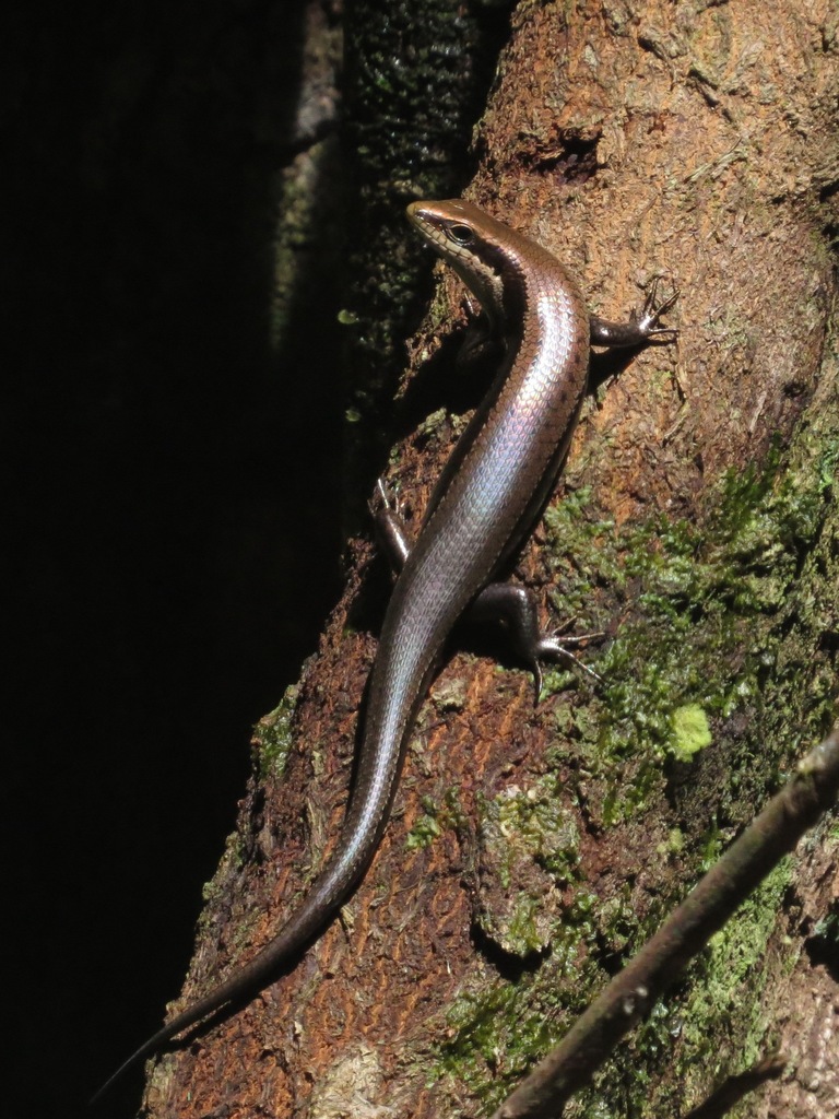 Copeoglossum