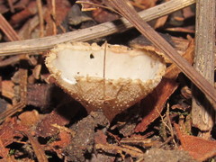 Tarzetta cupularis