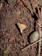 Tarzetta cupularis