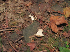 Tarzetta cupularis