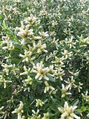 Baccharis heterophylla