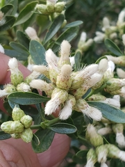 Baccharis heterophylla