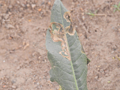 Pegomya bicolor