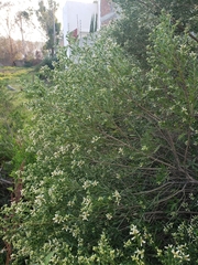 Baccharis heterophylla