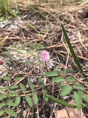 Mimosa quadrivalvis angustata