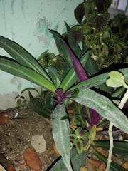 Tradescantia spathacea