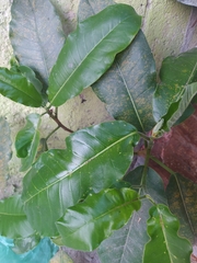 Magnoliopsida