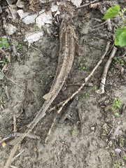 Scaphirhynchus platorynchus