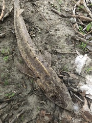 Scaphirhynchus platorynchus