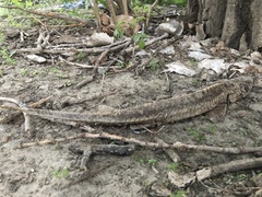 Scaphirhynchus platorynchus