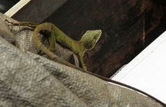 Polychrus marmoratus