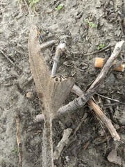 Scaphirhynchus platorynchus