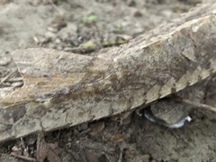 Scaphirhynchus platorynchus