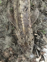 Scaphirhynchus platorynchus