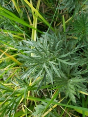 Ranunculus dichotomus