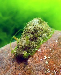 Dolabrifera dolabrifera
