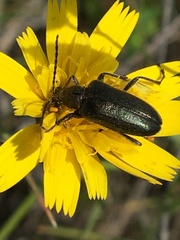 Brachysomida californica