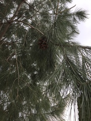 Pinus pinceana